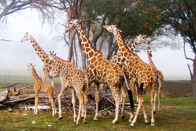 Giraffe Center & Elephant Orphanage Guided Day Tour - The conservation story behind the photographs