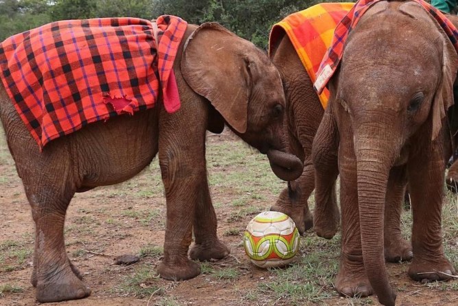 Giraffe Center & Elephant Orphanage Guided Day Tour - Who will get the most from this tour?