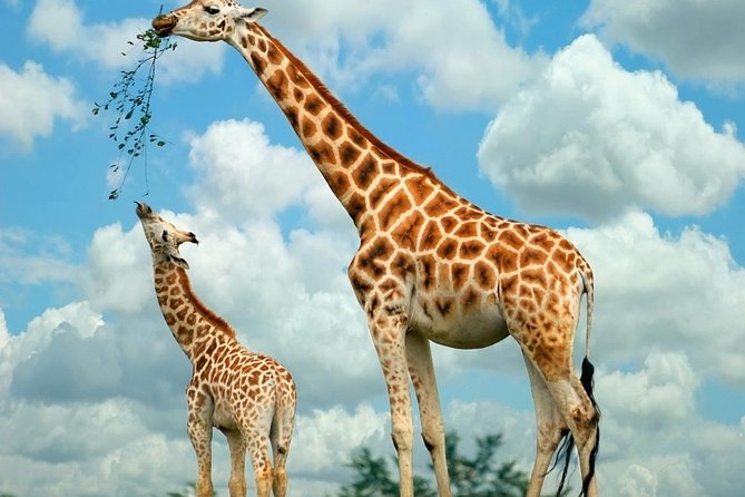 Giraffe Center & Elephant Orphanage Guided Day Tour - My booking advice