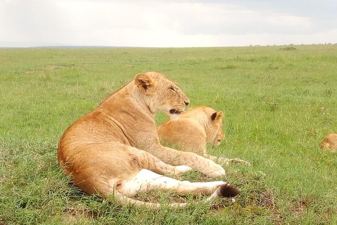 Giraffe center, stedmark animals haven & Nairobi Park Tour - Why this Nairobi wildlife combination works
