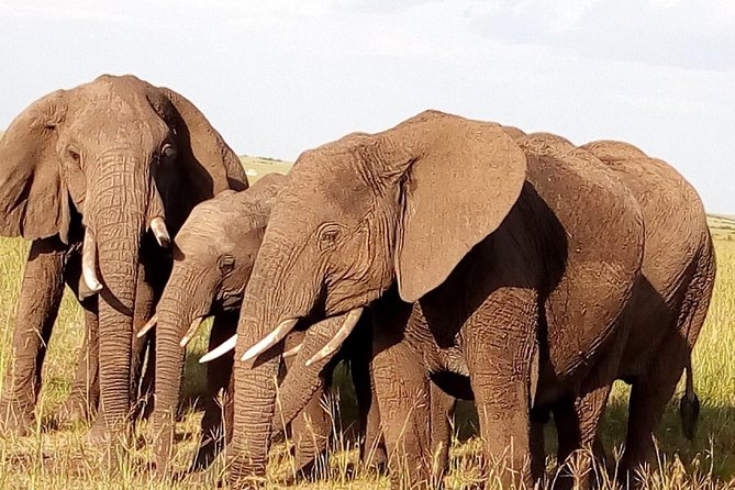 Giraffe center, stedmark animals haven & Nairobi Park Tour - Searching for rhinos and lions in Nairobi National Park