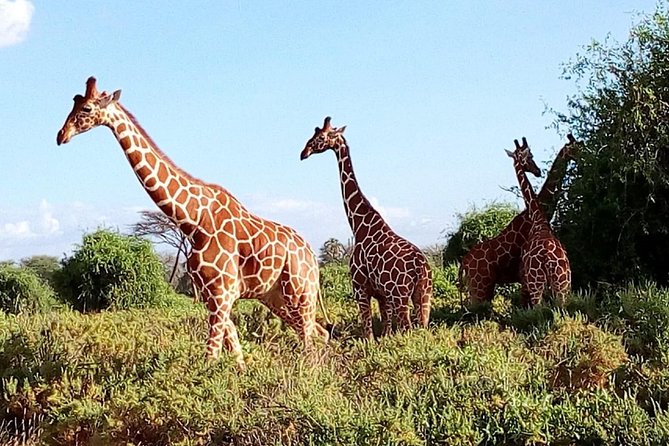 Giraffe center, stedmark animals haven & Nairobi Park Tour - The guide and the value of a shared vehicle