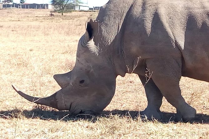 Giraffe center, stedmark animals haven & Nairobi Park Tour - Who will enjoy this eight-hour day
