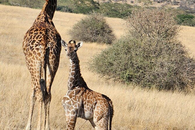 Giraffe Centre and Bomas of Kenya from Nairobi - The guide’s role and the tone of the day