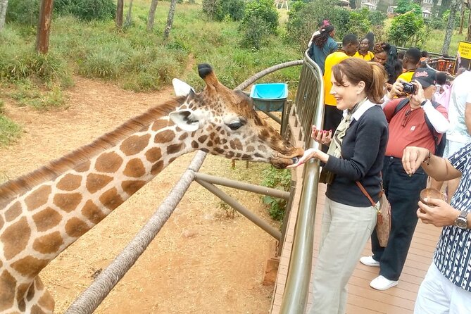 Giraffe Centre and Bomas of Kenya from Nairobi - Who will get the most from this tour