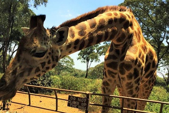Giraffe Centre and Bomas of Kenya Full-Day Tour from Nairobi - Getting close to giraffes at the Giraffe Centre