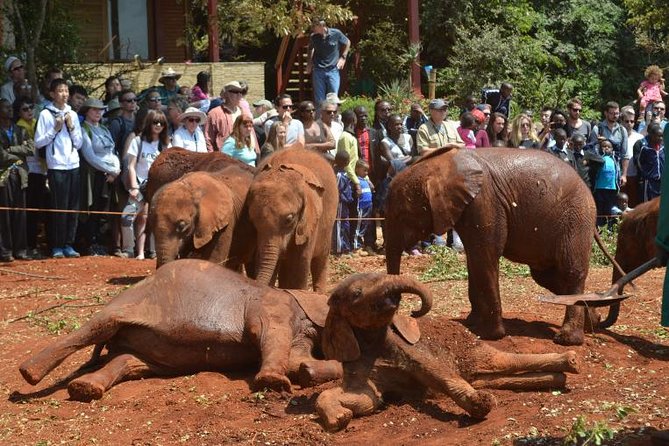 Giraffe Centre, Elephant Orphanage, and Bomas of Kenya Day Tour from Nairobi - At a glance