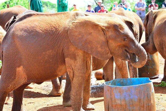 Giraffe Centre, Elephant Orphanage, and Bomas of Kenya Day Tour from Nairobi - Transport, guides, and the pace of the day