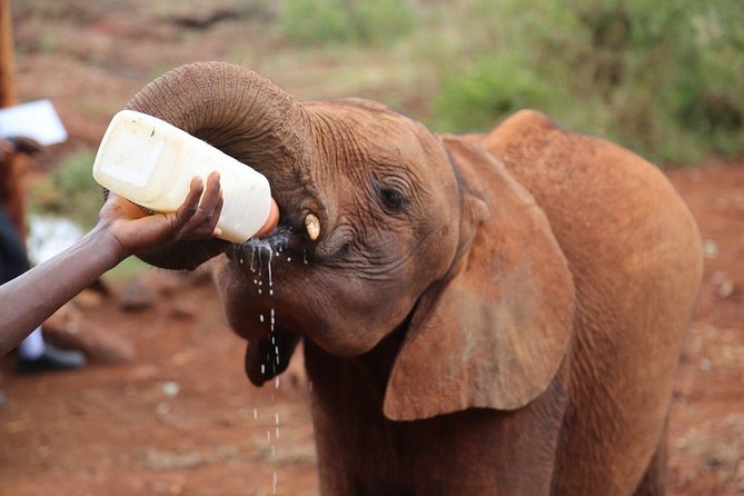 Giraffe Centre, Elephant Orphanage, National Museum & Beads Center - Meeting rescued elephant calves at Sheldrick Wildlife Trust
