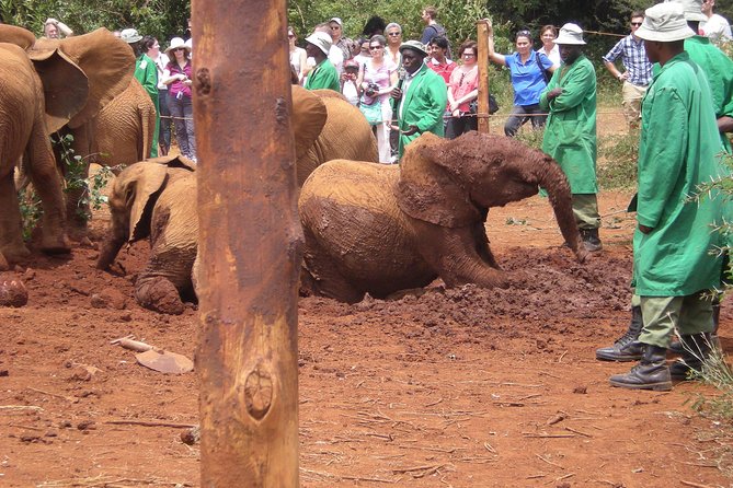 Giraffe Centre, Elephant Orphanage, National Museum & Beads Center - Nairobi National Museum and Snake Park