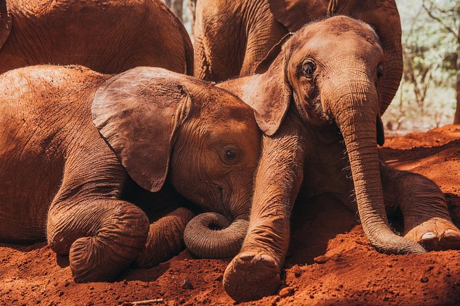 Giraffe Centre, Elephant Orphanage, National Museum & Beads Center - The guides can make the schedule easier