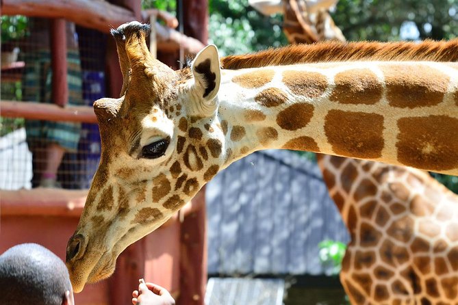 Giraffe Centre, Elephant Orphanage, National Museum & Beads Center - Is $115 a good price for the day?