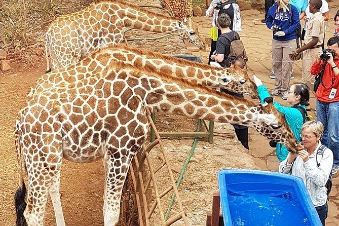 Giraffe Centre, Elephant Orphanage, National Museum & Beads Center - Timing, comfort, and practical details