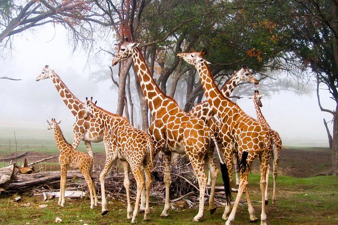 Giraffe Centre, Elephant Orphanage, National Museum & Beads Center - Hand-feeding Rothschild giraffes at the Giraffe Centre