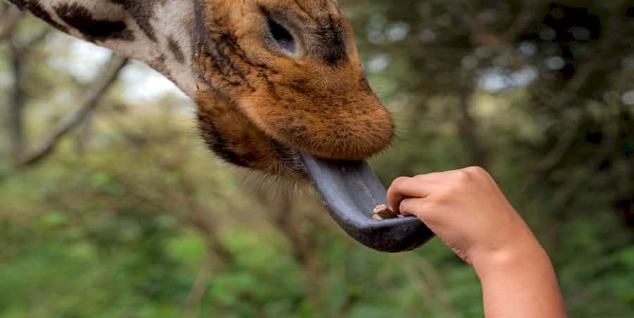 Giraffe, Elephant Orphanage - Key points to know before booking