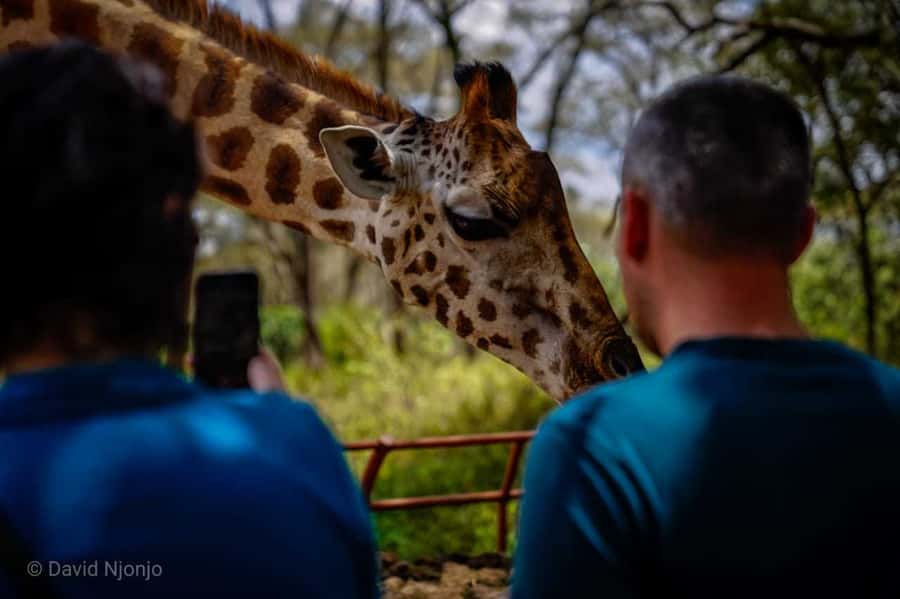 Giraffe, Elephant Orphanage - Guides, vehicles, and the human side of the day