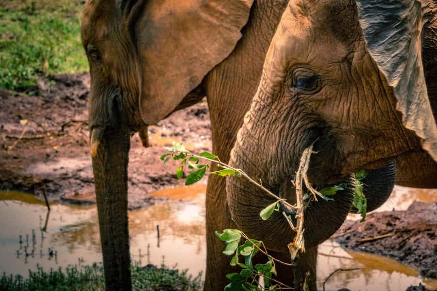 Giraffe, Elephant Orphanage - Practical preparation for a smoother visit