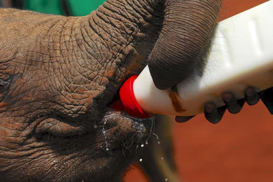 Giraffe, Elephant Orphanage - Who should book this Nairobi animal and culture tour?