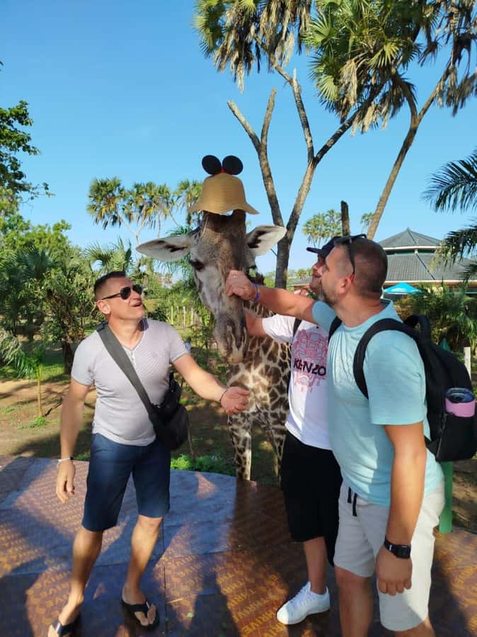 giraffe feeding - The guided walk and what you may see