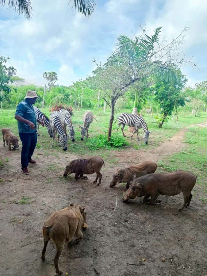 giraffe feeding - Guides, languages, and the human side
