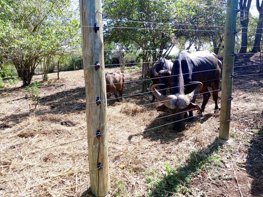 giraffe feeding - Price and the independent option