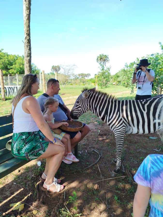 giraffe feeding - Who will enjoy this most