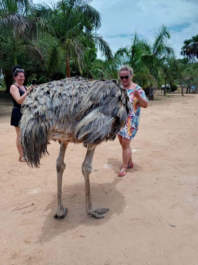 giraffe feeding - Why the giraffe feeding matters