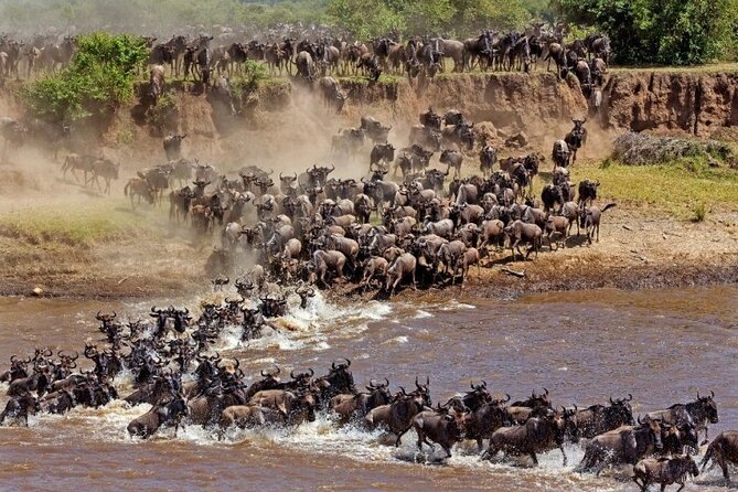 Great Wildebeest Migration Safari in Masai Mara - Why the migration makes this Masai Mara safari special