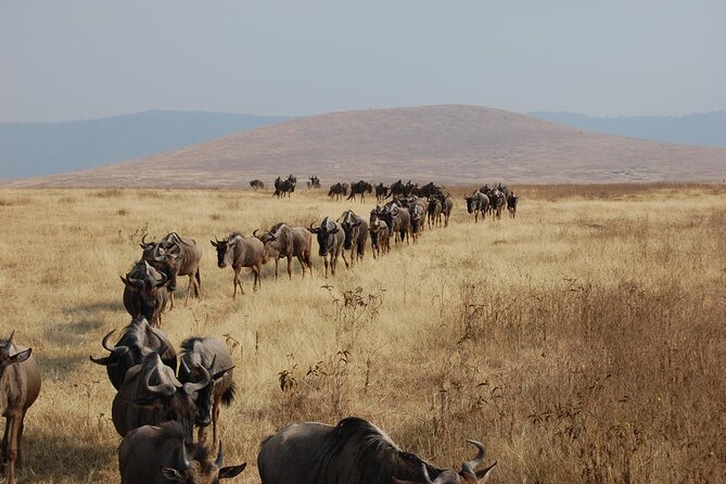 Great Wildebeest Migration Safari in Masai Mara - Day 3: Sunrise, the Mara River, and the best chance for a major sighting