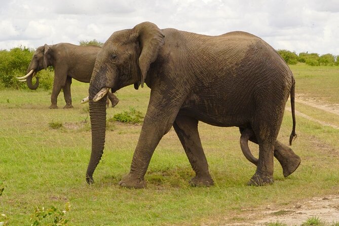 Great Wildebeest Migration Safari in Masai Mara - Day 4: Maasai culture before the road to Nairobi