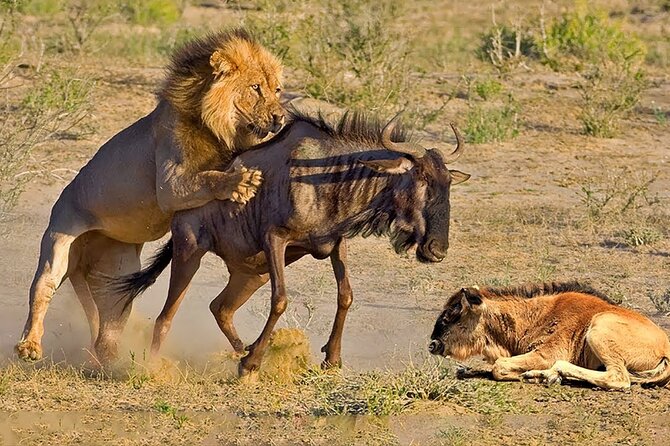 Great Wildebeest Migration Safari in Masai Mara - What the $1,430 price really covers