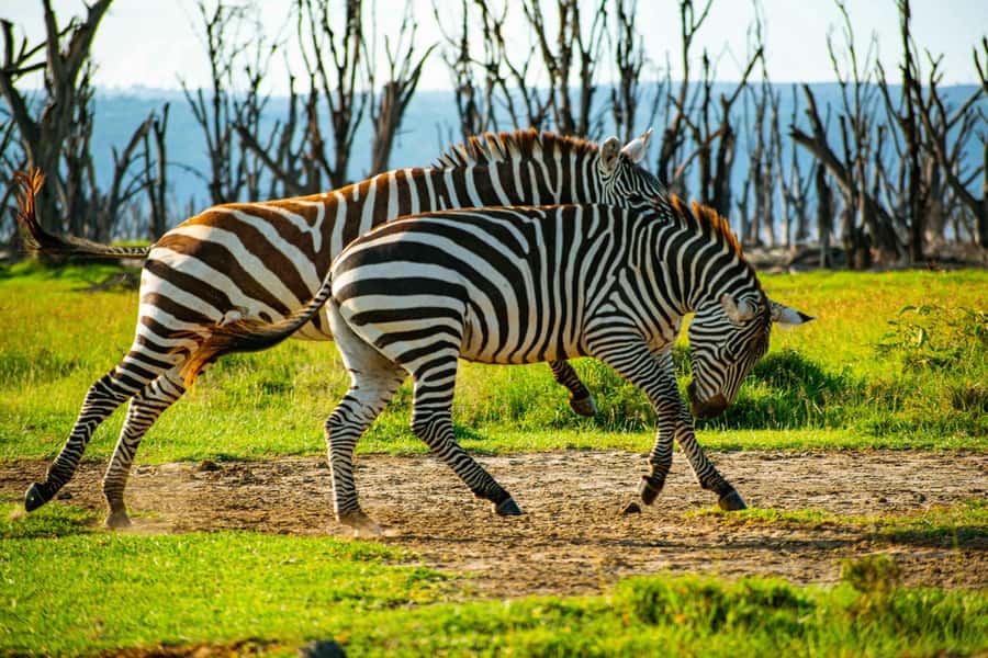 Group joining day trip to Lake Nakuru from Nairobi - Why Lake Nakuru works as a Nairobi day trip