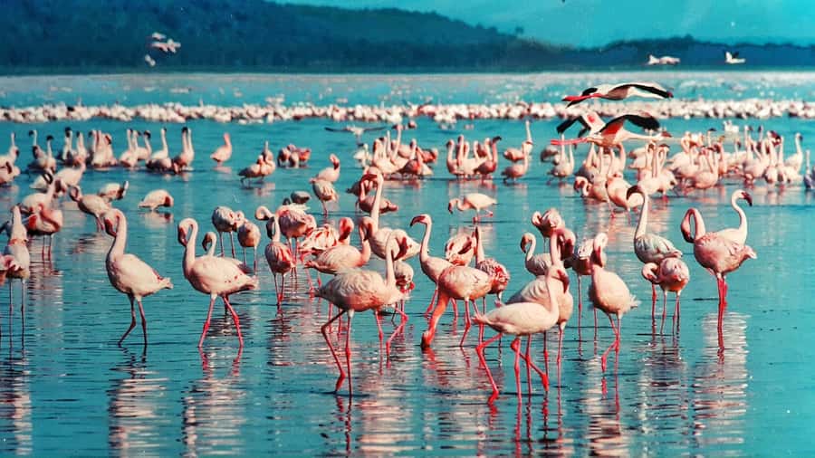 Group joining day trip to Lake Nakuru from Nairobi - A worthwhile pause at the Great Rift Valley Viewpoint