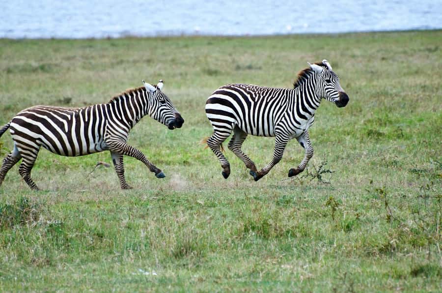 Group joining day trip to Lake Nakuru from Nairobi - Four hours inside Lake Nakuru National Park