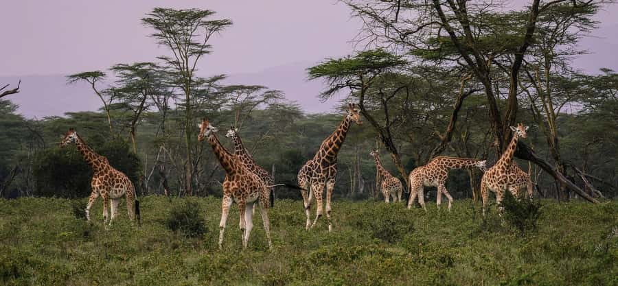 Group joining day trip to Lake Nakuru from Nairobi - Lake views, waterfalls, and nature time