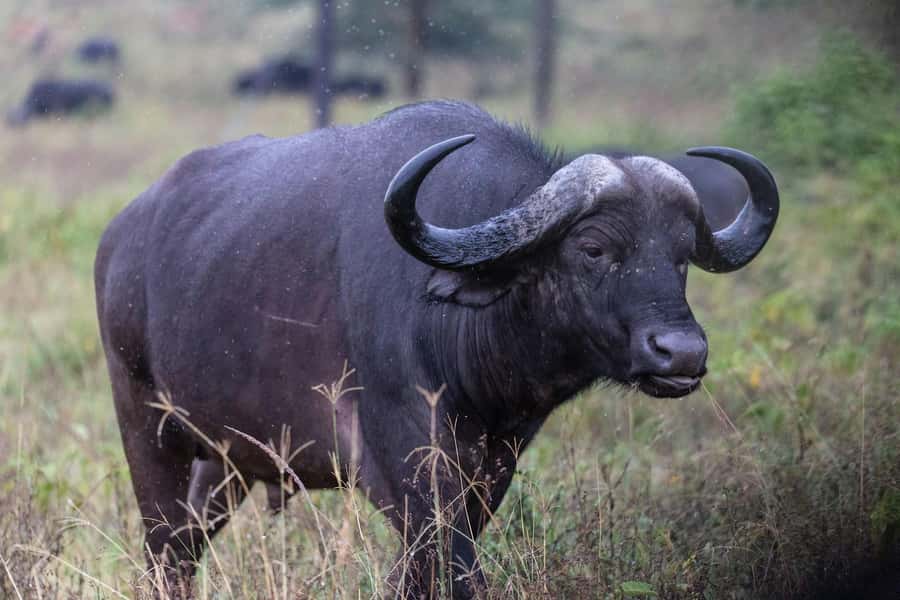Group joining day trip to Lake Nakuru from Nairobi - Is $145 a fair price?