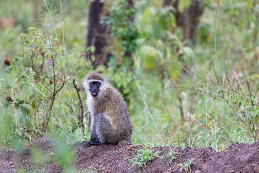 Group joining day trip to Lake Nakuru from Nairobi - Who will get the most from this trip?