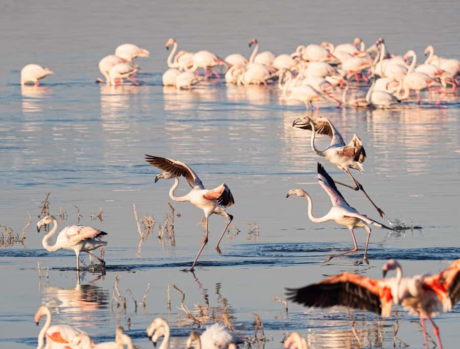 Group joining day trip to Lake Nakuru from Nairobi - Guide quality and the human side of the safari