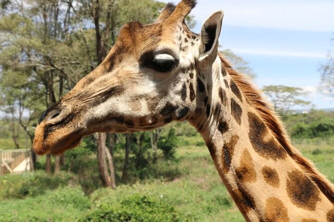 Group Joining Nairobi National Park and Giraffe Center - What the praise tells you about the guiding