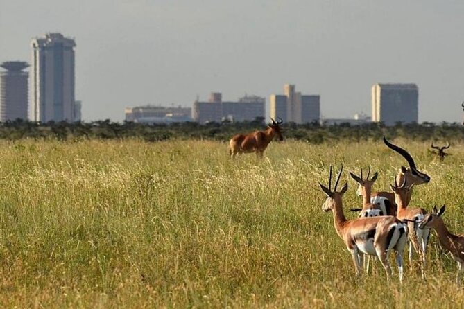 Group Joining Nairobi National Park and Giraffe Center - Four hours inside Nairobi National Park