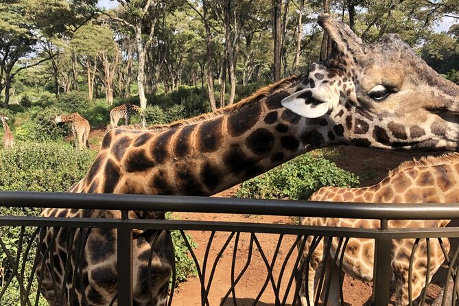 Half Day Excursion Tour in Nairobi - Key things to know before booking