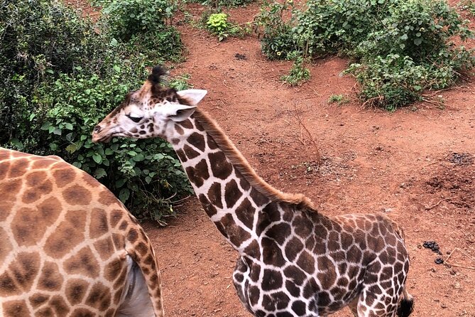 Half Day Excursion Tour in Nairobi - Kobe Tough Beads and the human side of conservation