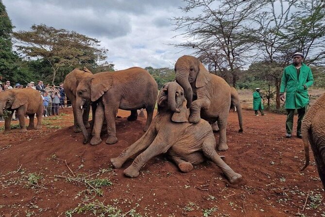 Half Day Excursion Tour in Nairobi - Transport, comfort, and the bumpy-road warning