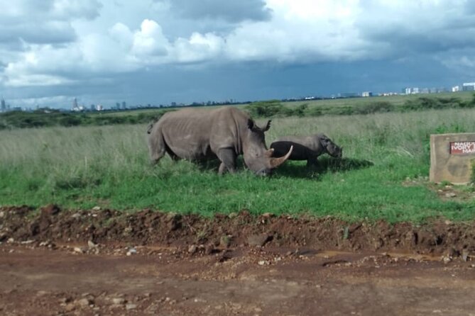 Half Day Morning or Afternoon Guided Tour : Nairobi National Park - Choosing between 6 AM and 1 PM