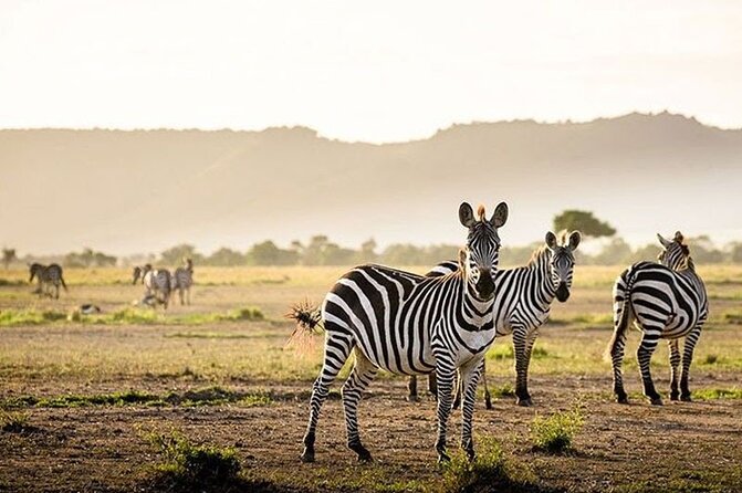 Half Day Morning or Afternoon Guided Tour : Nairobi National Park - Inside Nairobi National Park