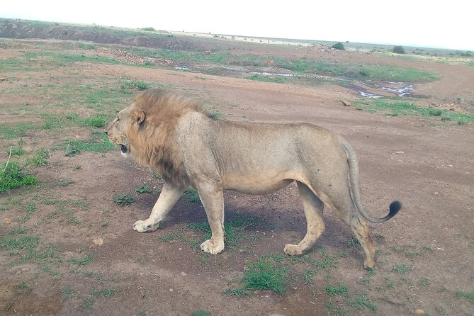 Half Day Morning or Afternoon Guided Tour : Nairobi National Park - Practical planning before you go