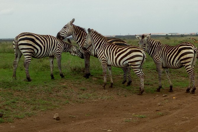 Half Day Nairobi National park - The strongest part of the experience: patient guiding