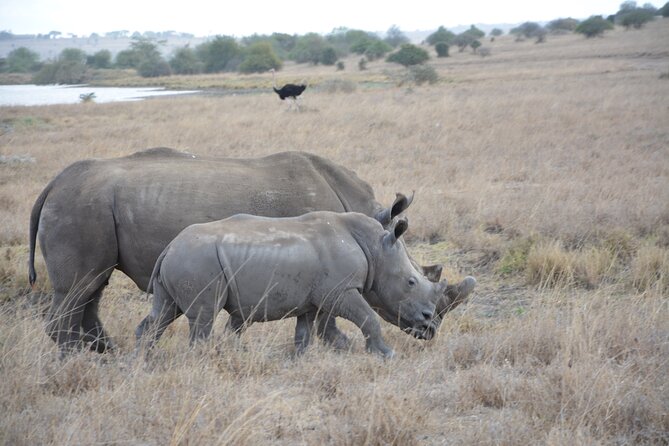 Half-Day Nairobi National Park and Maasai Market with Pick up - A city safari before breakfast