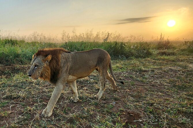 Half-Day Nairobi National Park Private Tour with admission - Kobe Tough Beads adds a local craft stop