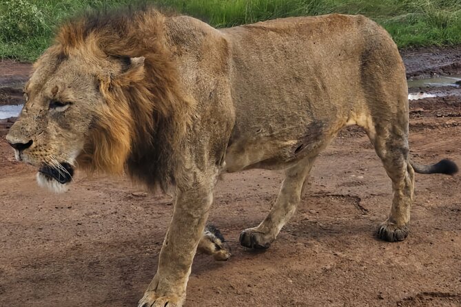 Half-Day Nairobi National Park Private Tour with admission - Pickup, airport timing, and the five-hour schedule